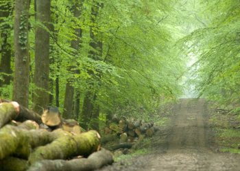 Printemps à Tronçais