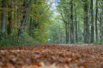 Automne, Forêt de Tronçais