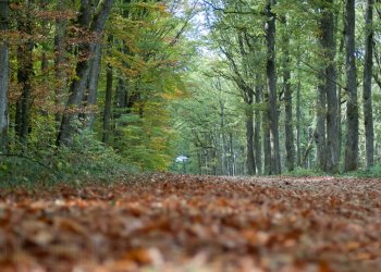 Automne, Forêt de Tronçais