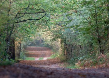 Automne, Forêt de Tronçais