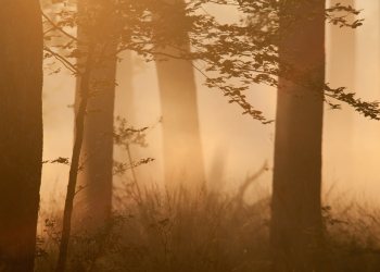 Couleurs, reliefs, ambiances, forêt de Tronçais