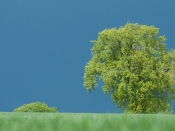 Printemps Bourbonnais