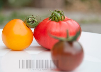 Potager tout beau, tout bio