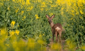 Avril dans les colzas