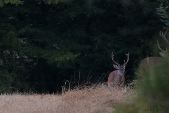 Troncais-Nature-Cerfs3