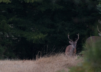 Troncais-Nature-Cerfs3