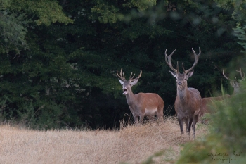 Non, le brame n’est pas commencé