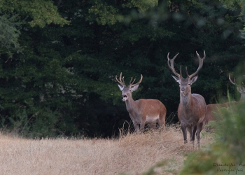 Non, le brame n’est pas commencé