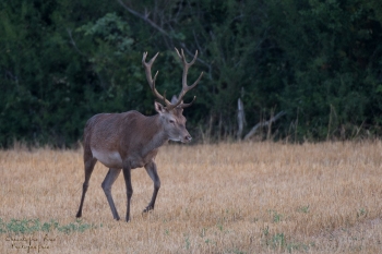 Retour en forêt