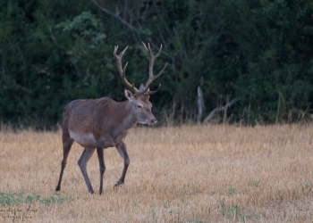Retour en forêt