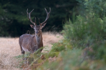 Quelqu’un dans l’affût ?