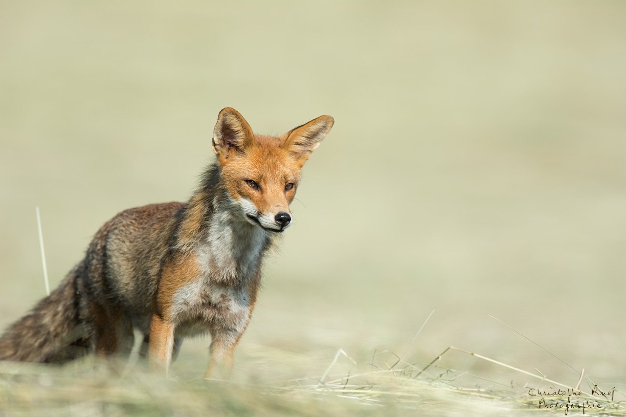 Renard des foins