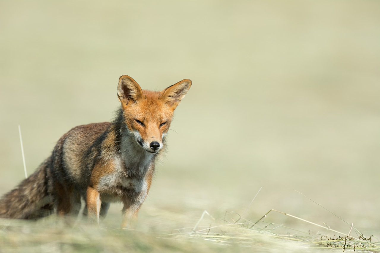 Renard des foins