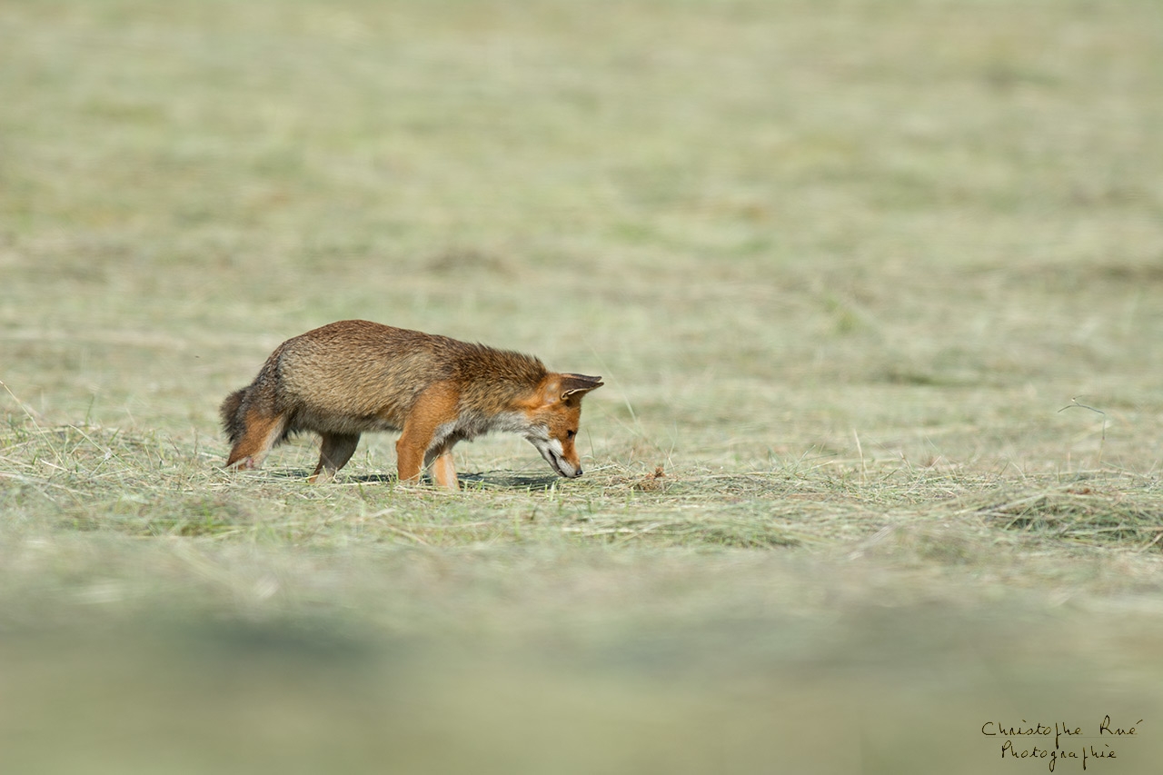Renard des foins