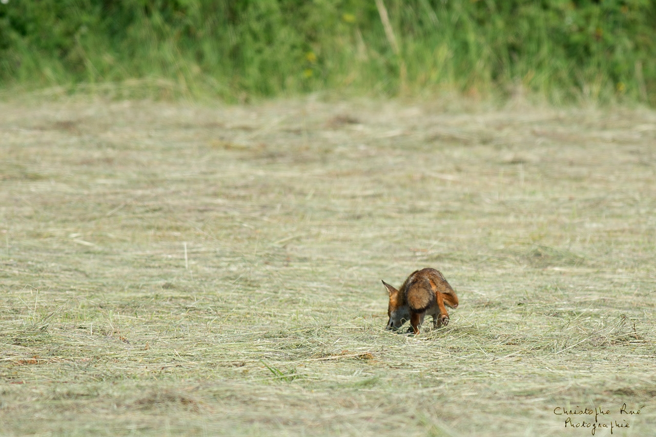 Renard des foins