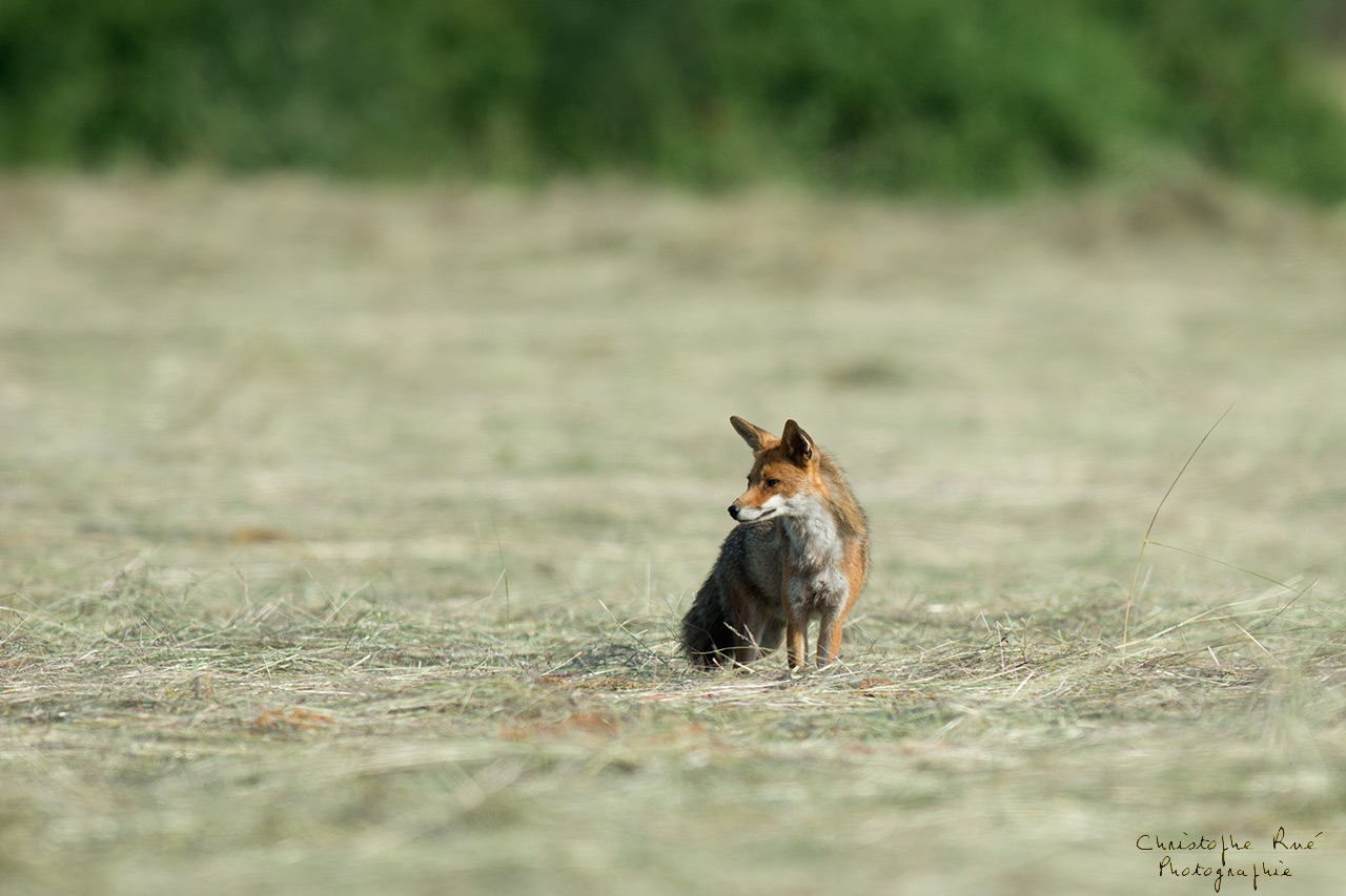 Renard des foins