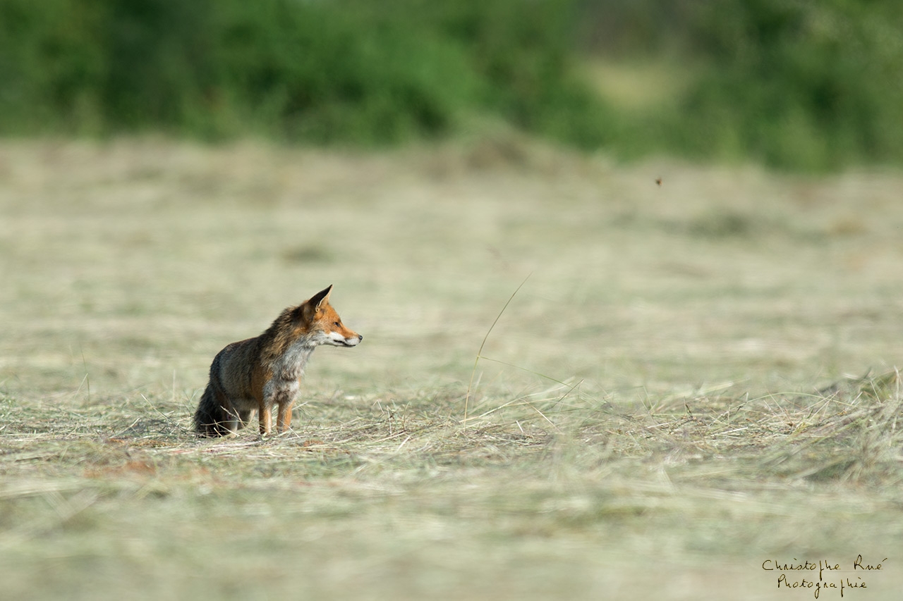Renard des foins