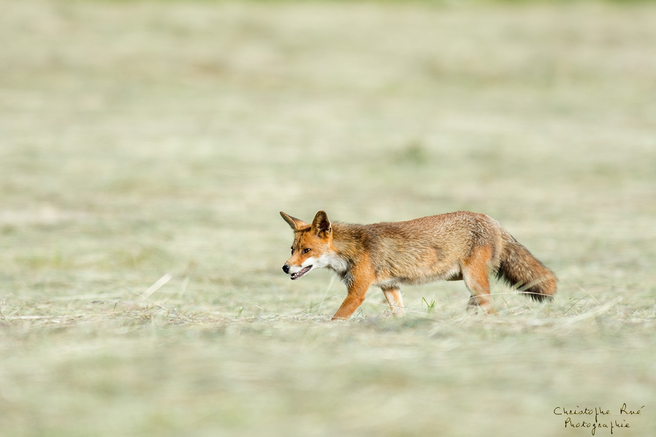 Renard des foins