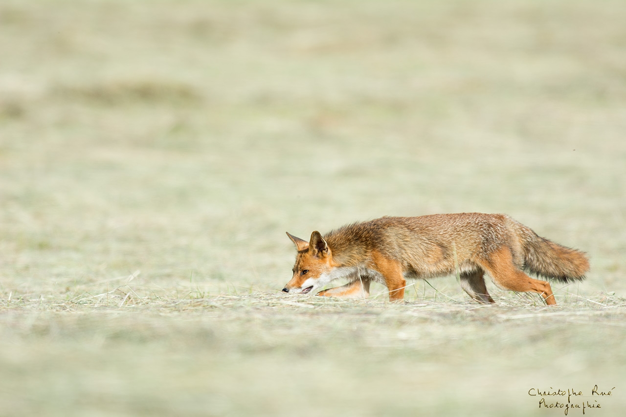 Renard des foins