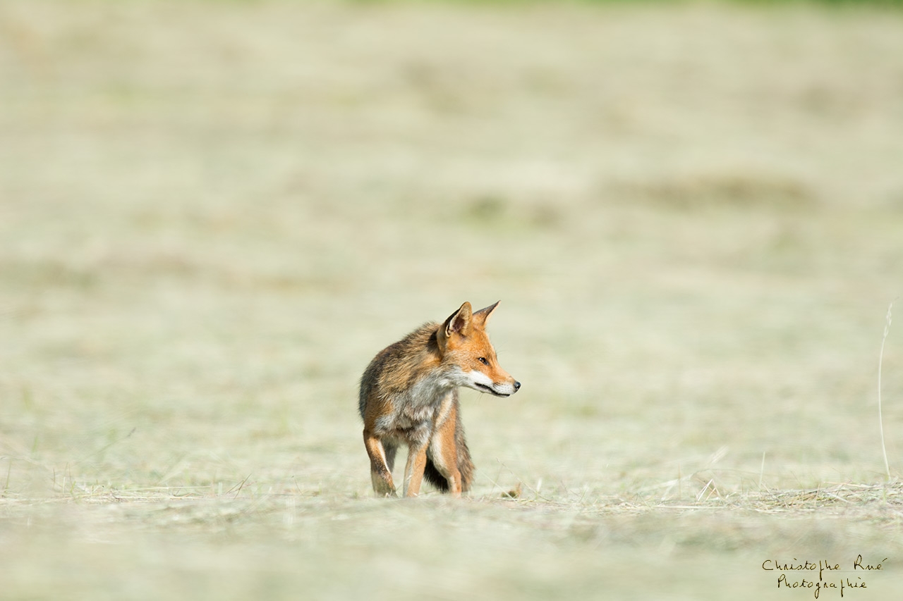 Renard des foins