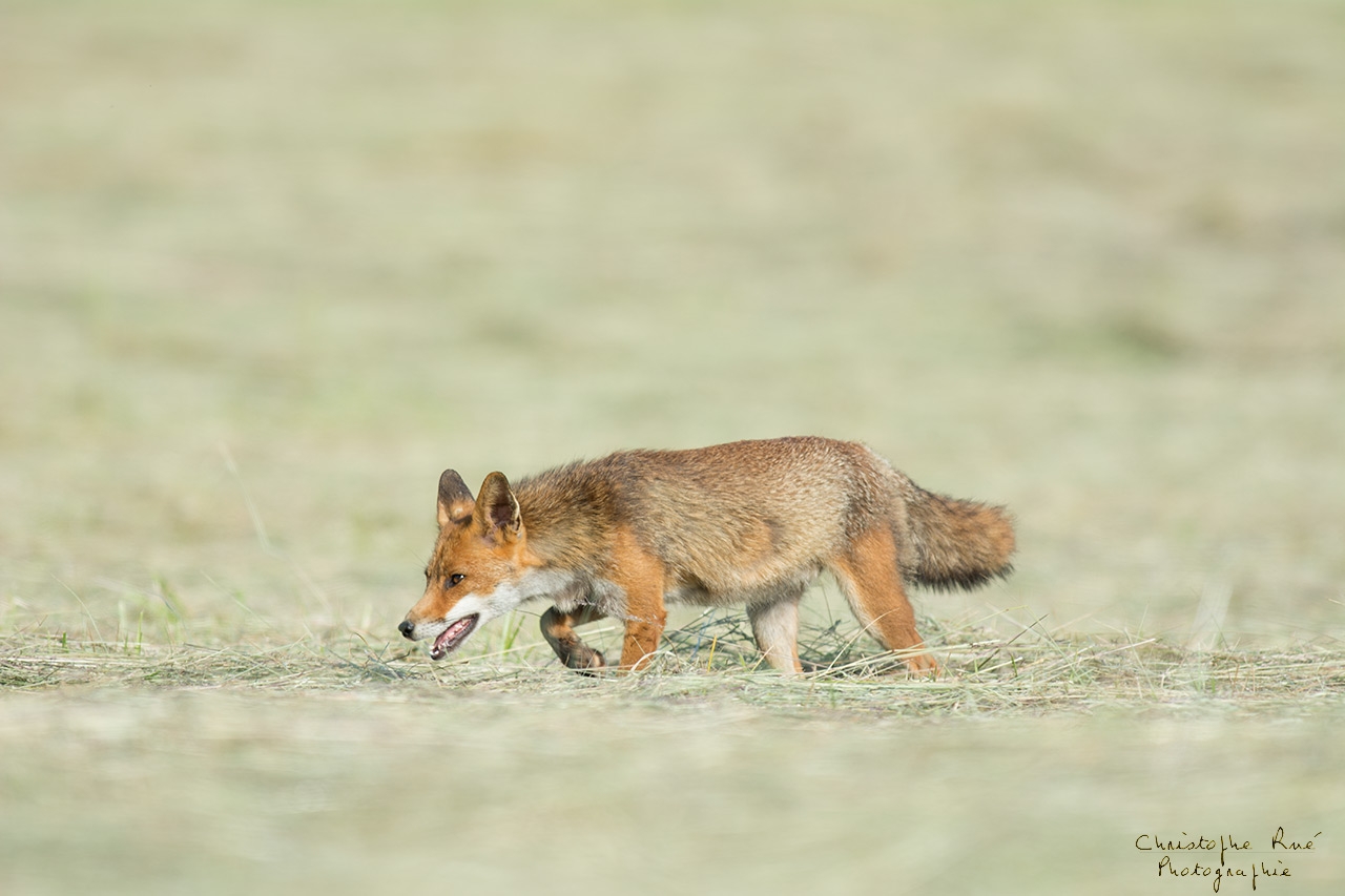 Renard des foins