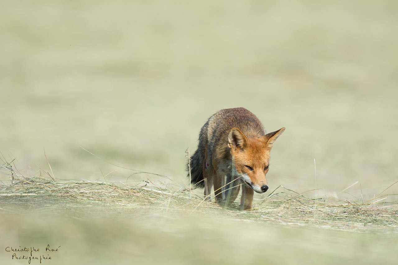 Renard des foins