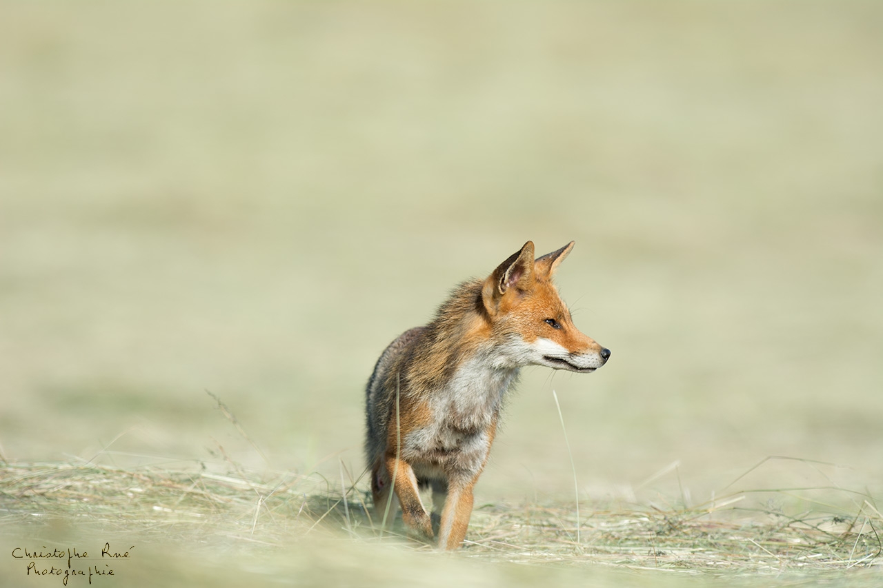 Renard des foins