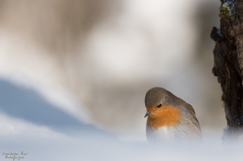 Le Rouge Gorge en hiver
