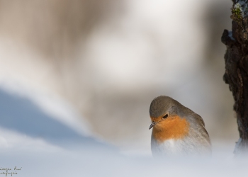Le Rouge Gorge en hiver