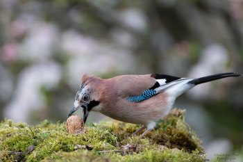 Geai des Chênes & la noix