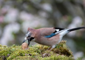 Geai des Chênes & la noix