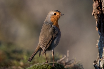 Le Rouge-Gorge, curieux