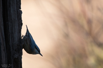 La Sitelle Torchepot