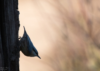 La Sitelle Torchepot