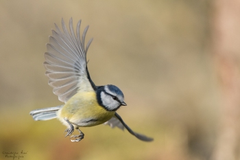 Vol de Mésange Bleue