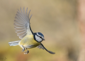 Vol de Mésange Bleue