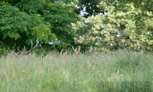 Velours à la sieste