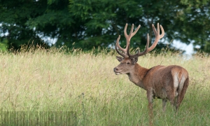 Regard de cerf