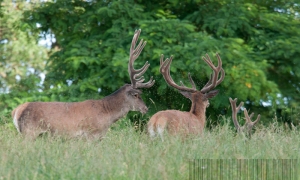 Les mouches piquent
