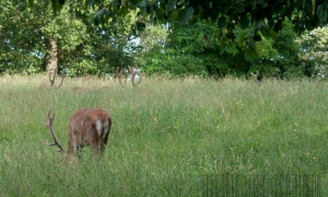 Trio entre sieste et repas