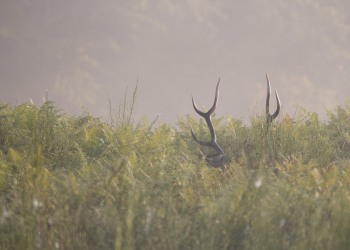 Saison de brame 2008