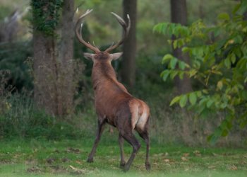 Saison de brame 2010, au fil des chemins