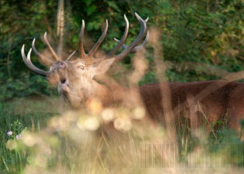 Saison de brame 2011