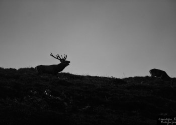 Saison de brame 2014 N&B