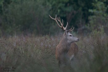 Troncais-Nature Saison de brame 2015