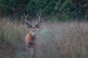 Troncais-Nature Saison de brame 2015