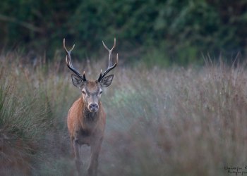 Troncais-Nature Saison de brame 2015
