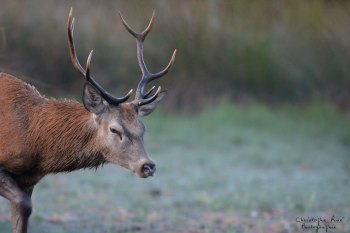 Troncais-Nature Saison de brame 2015