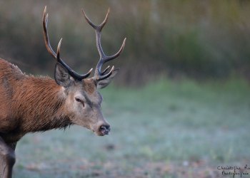Troncais-Nature Saison de brame 2015