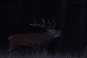 Troncais-Nature Saison de brame 2015